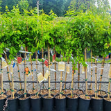 Cais (Prunus armeniaca) Bergeorn, cu fructe dulci galbene-aurii, an 2 pe rod
