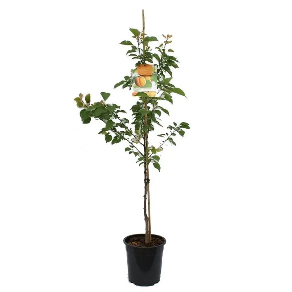 Cais (Prunus armeniaca) Bergeorn, cu fructe dulci galbene-aurii, an 2 pe rod