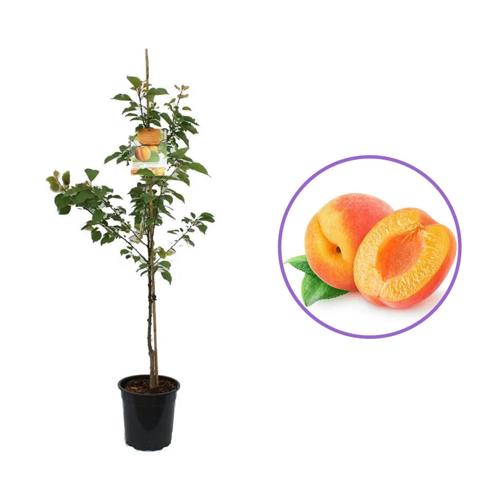 Cais (Prunus armeniaca) Bergeorn, cu fructe dulci galbene-aurii, an 2 pe rod