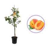 Cais (Prunus armeniaca) Bergeorn, cu fructe dulci galbene-aurii, an 2 pe rod
