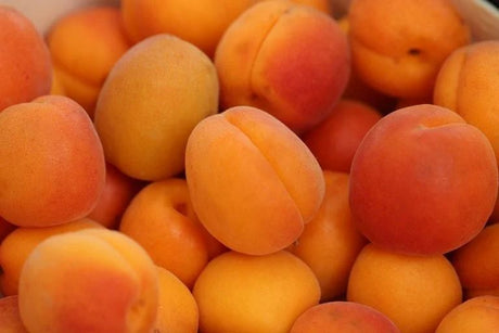 Cais (Prunus armeniaca) Boccuccia, cu fructe dulci galbene, an 2 pe rod