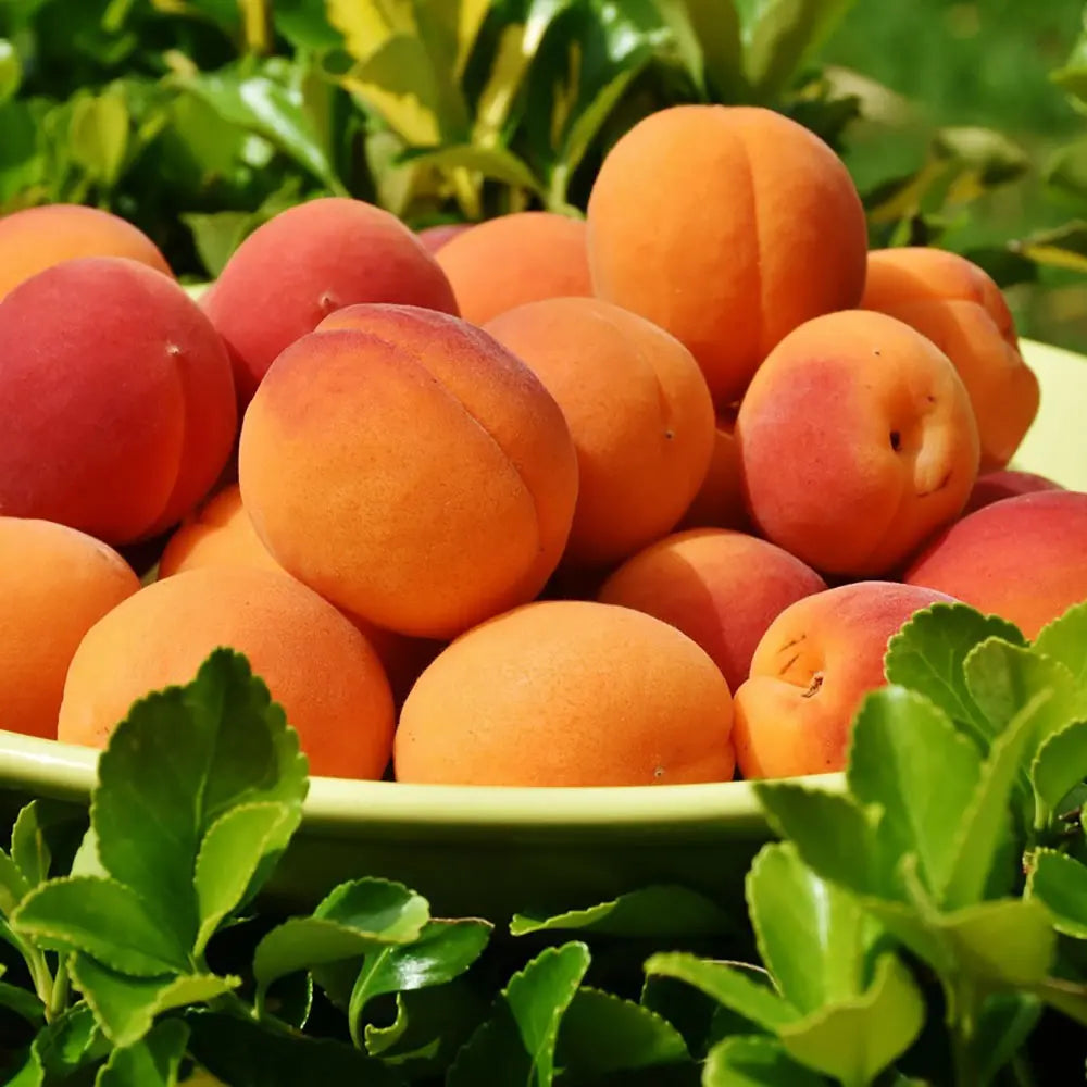 Cais (Prunus armeniaca) Bulida, cu fructe dulci galbene deschis, an 2 pe rod