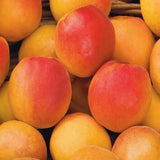 Cais (Prunus armeniaca) Cafona, cu fructe dulci galbene-portocalii, an 2 pe rod