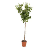 Cais (Prunus armeniaca) Cafona, cu fructe dulci galbene-portocalii, an 2 pe rod