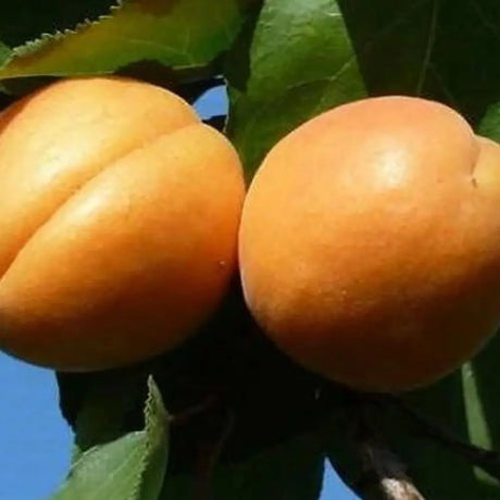Cais (Prunus armeniaca) Farclo, cu fructe dulci galbene-aurii, an 2 pe rod
