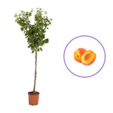 Cais (Prunus armeniaca) Harcot, cu fructe dulci portocalii-aurii, an 2 pe rod