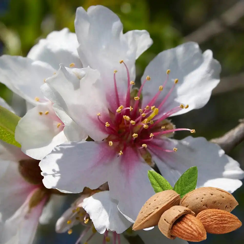 Copacel Migdal Dulcis (Prunus amygdalus), cu migdale dulci crocante, an 2 pe rod
