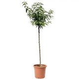 Copacel Migdal Dulcis (Prunus amygdalus), cu migdale dulci crocante, an 2 pe rod