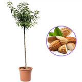 Copacel Migdal Dulcis (Prunus amygdalus), cu migdale dulci crocante, an 2 pe rod