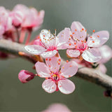 Copacel Migdal Dulcis (Prunus amygdalus), cu migdale dulci crocante, an 2 pe rod