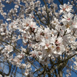 Copacel Migdal Dulcis (Prunus amygdalus), cu migdale dulci crocante, an 2 pe rod
