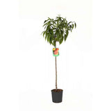 Piersic (Prunus Persica) Duchessa D'Este, cu fructe roz, an 2 pe rod