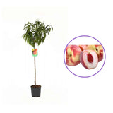 Piersic (Prunus Persica) Duchessa D'Este, cu fructe roz, an 2 pe rod