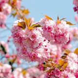 Copac Sakura, Cires Japonez (Prunus serrulata Amanogawa), copac columnar cu flori roz duble parfumate