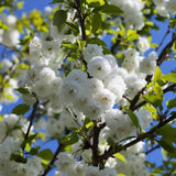 Copac Sakura, Cires Tibetan Ornamental Serrula, cu flori albe si scoarta neteda, lucioasa, de culoare cupru-roscata