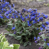 Plamanarica (Pulmonaria angustifolia) Blue Ensign, planta perena de umbra cu flori albastre intense, ideala pentru gradini rustice
