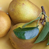 Par Beurre Hardy (Pyrus Communis), cu fructe dulci verzi, an 2 pe rod