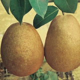 Par Beurre Hardy (Pyrus Communis), cu fructe dulci verzi, an 2 pe rod