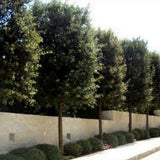 Stejar de stanca (Quercus Ilex), vesnic verde, rezistent la seceta si ger, arbore decorativ cu ghinde
