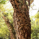 Stejar de pluta Ornamental (Quercus Suber), scoarta groasa de pluta naturala, vesnic verde, rezistent, decor gradina