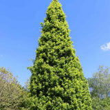 Stejar Columnar Englezesc Fastigiata Koster, arbore ornamental rezistent crestere lenta