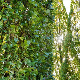 Stejar Columnar Englezesc Fastigiata Koster, arbore ornamental rezistent crestere lenta