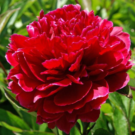 Piros bazsarózsa 'Red Sarah Bernhardt'