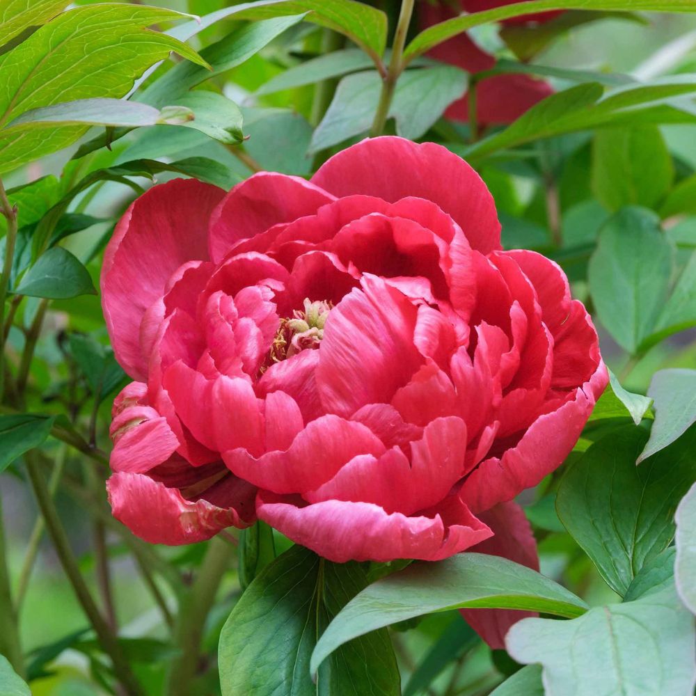 Piros bazsarózsa 'Red Sarah Bernhardt'
