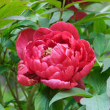 Piros bazsarózsa 'Red Sarah Bernhardt'