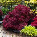 Artar Japonez Red Dragon, cu frunze rosii-purpuriu, compact