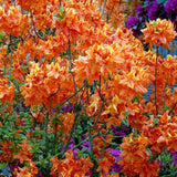Japán azálea (Rhododendron) Glowing Embers, örökzöld díszcserje intenzív vörös-narancsszínű virágokkal, savanyú talajba és félárnyékba