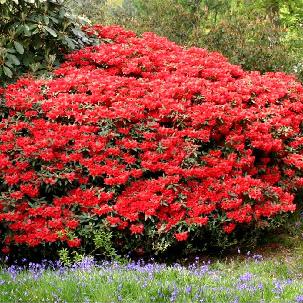 Japán azálea (Rhododendron) 'Baden Baden' – intenzív piros virágú, örökzöld díszcserje