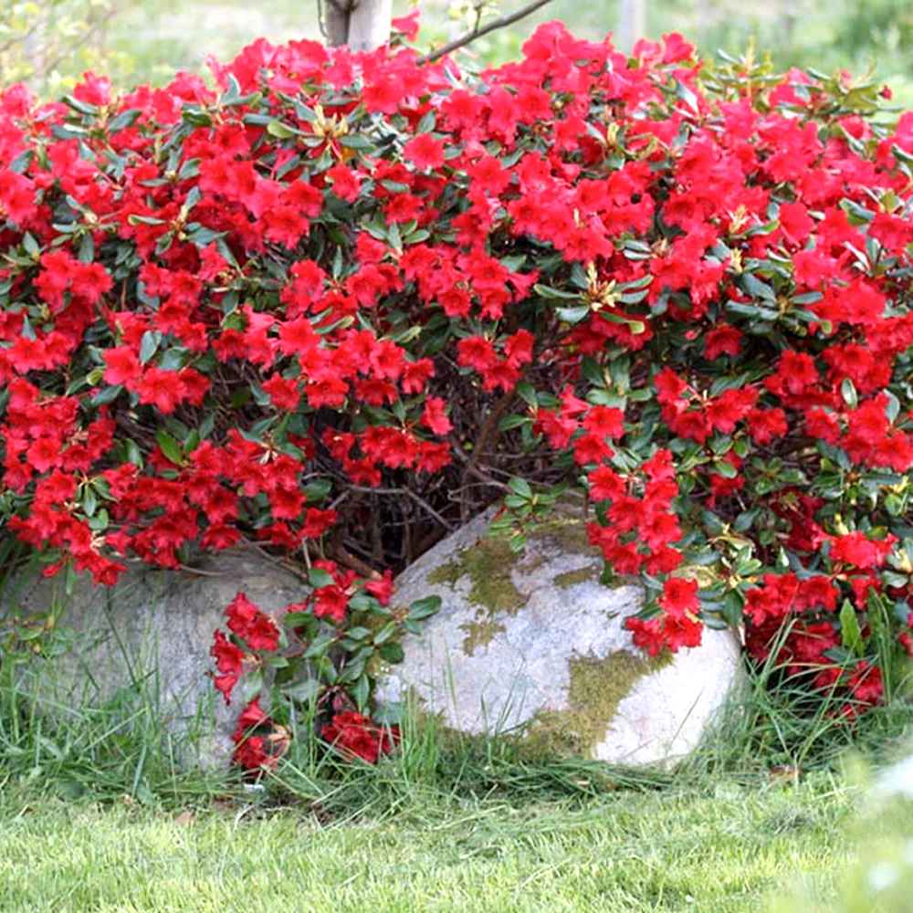 Japán azálea (Rhododendron) 'Baden Baden' – intenzív piros virágú, örökzöld díszcserje