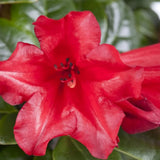 Japán azálea (Rhododendron) 'Baden Baden' – intenzív piros virágú, örökzöld díszcserje