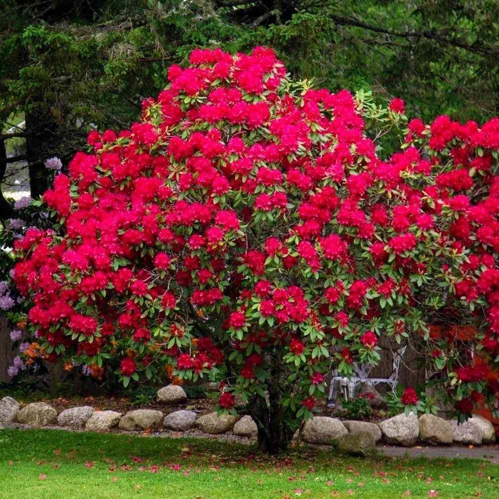 Japán azálea (Rhododendron) 'Baden Baden' – intenzív piros virágú, örökzöld díszcserje