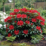 Japán azálea (Rhododendron) 'Baden Baden' – intenzív piros virágú, örökzöld díszcserje