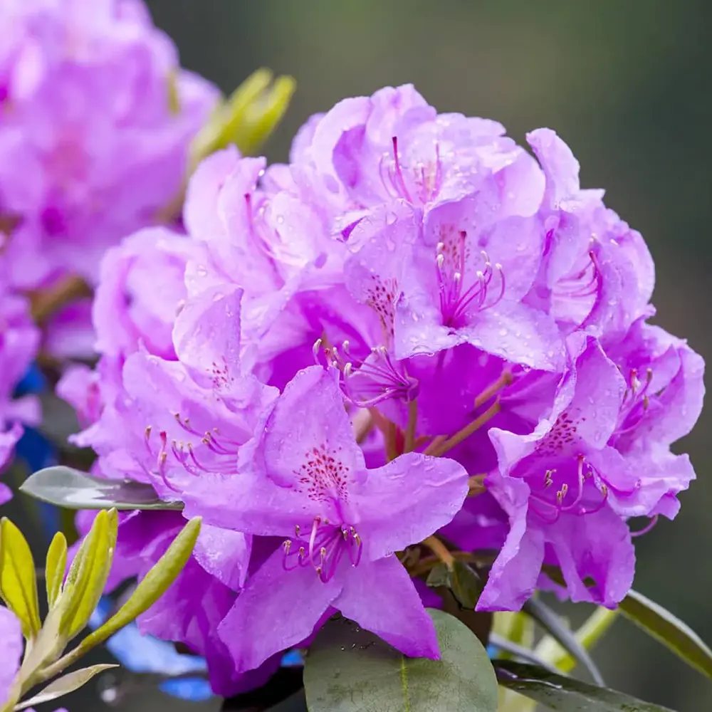 Rhododendron ‘Catawbiense Grandiflorum’ – lila virágú, örökzöld díszcserje félárnyékba