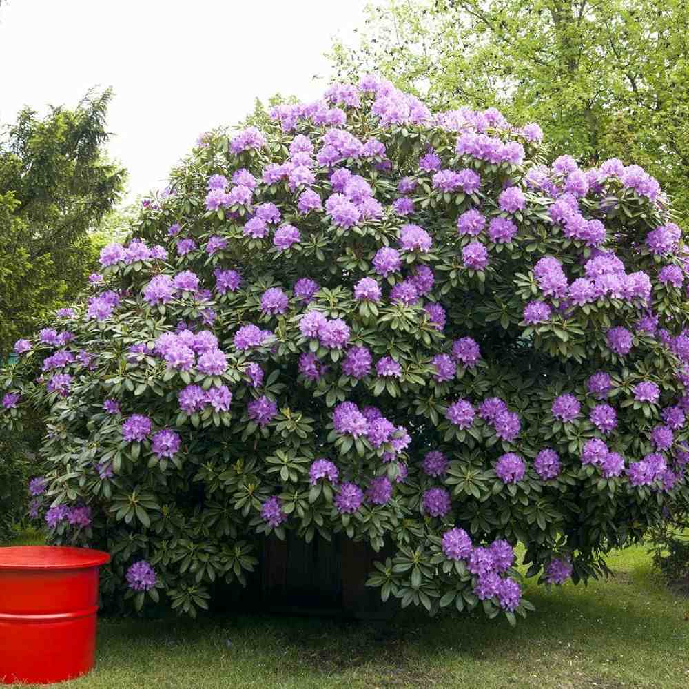 Rhododendron ‘Catawbiense Grandiflorum’ – lila virágú, örökzöld díszcserje félárnyékba