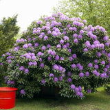 Rhododendron ‘Catawbiense Grandiflorum’ – lila virágú, örökzöld díszcserje félárnyékba