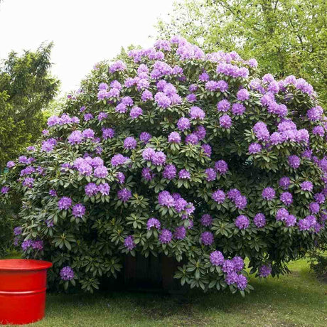 Rhododendron ‘Catawbiense Grandiflorum’ – lila virágú, örökzöld díszcserje félárnyékba