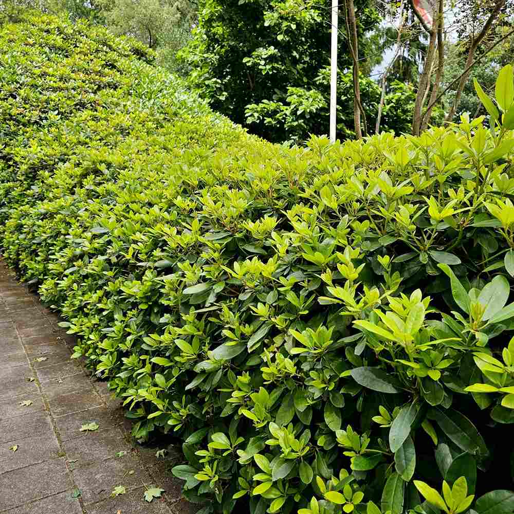Rhododendron ‘Catawbiense Grandiflorum’ – lila virágú, örökzöld díszcserje félárnyékba