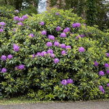 Rhododendron ‘Catawbiense Grandiflorum’ – lila virágú, örökzöld díszcserje félárnyékba