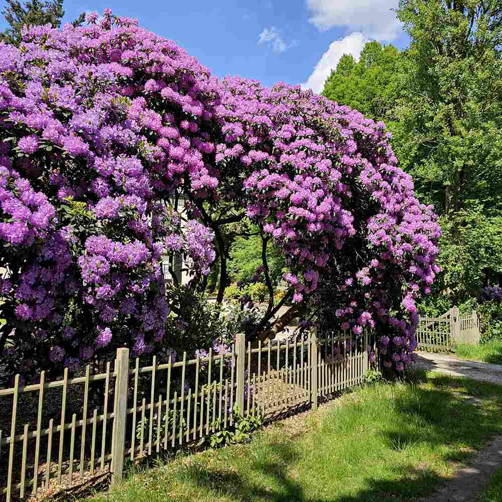 Rhododendron ‘Catawbiense Grandiflorum’ – lila virágú, örökzöld díszcserje félárnyékba