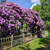 Rhododendron ‘Catawbiense Grandiflorum’ – lila virágú, örökzöld díszcserje félárnyékba