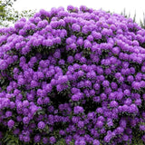 Rhododendron ‘Catawbiense Grandiflorum’ – lila virágú, örökzöld díszcserje félárnyékba