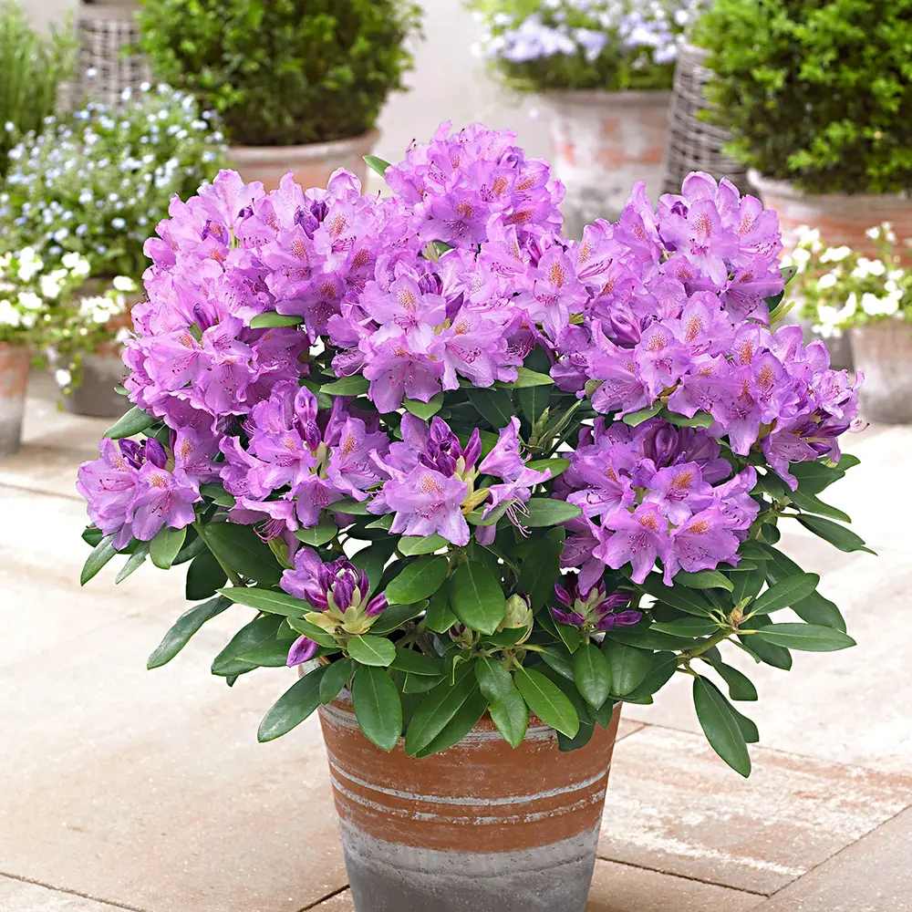 Rhododendron ‘Catawbiense Grandiflorum’ – lila virágú, örökzöld díszcserje félárnyékba