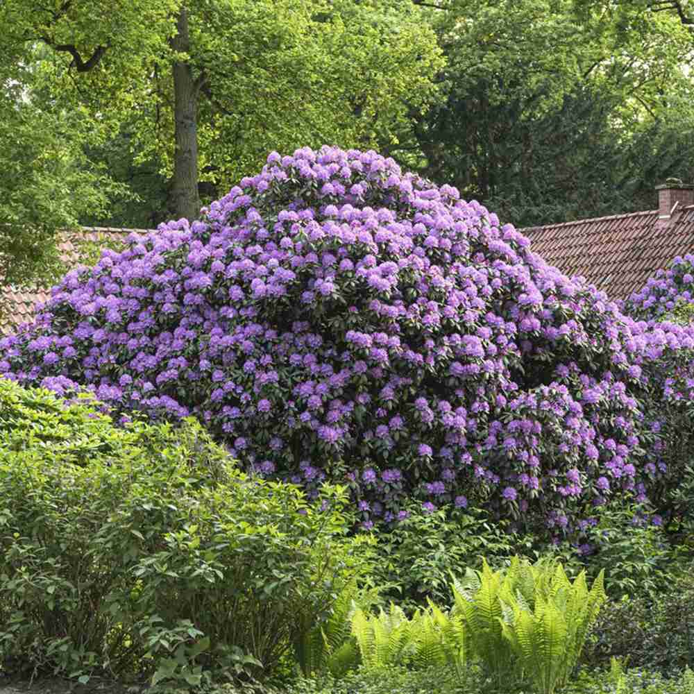 Rhododendron ‘Catawbiense Grandiflorum’ – lila virágú, örökzöld díszcserje félárnyékba