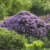 Rhododendron ‘Catawbiense Grandiflorum’ – lila virágú, örökzöld díszcserje félárnyékba