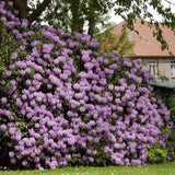 Azaleea japoneza (Rhododendron) Catawbiense Grandiflorum, cu flori violet-inchis