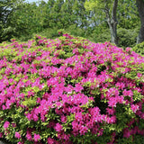 Azaleea japoneza (Rhododendron) Jolie Madame